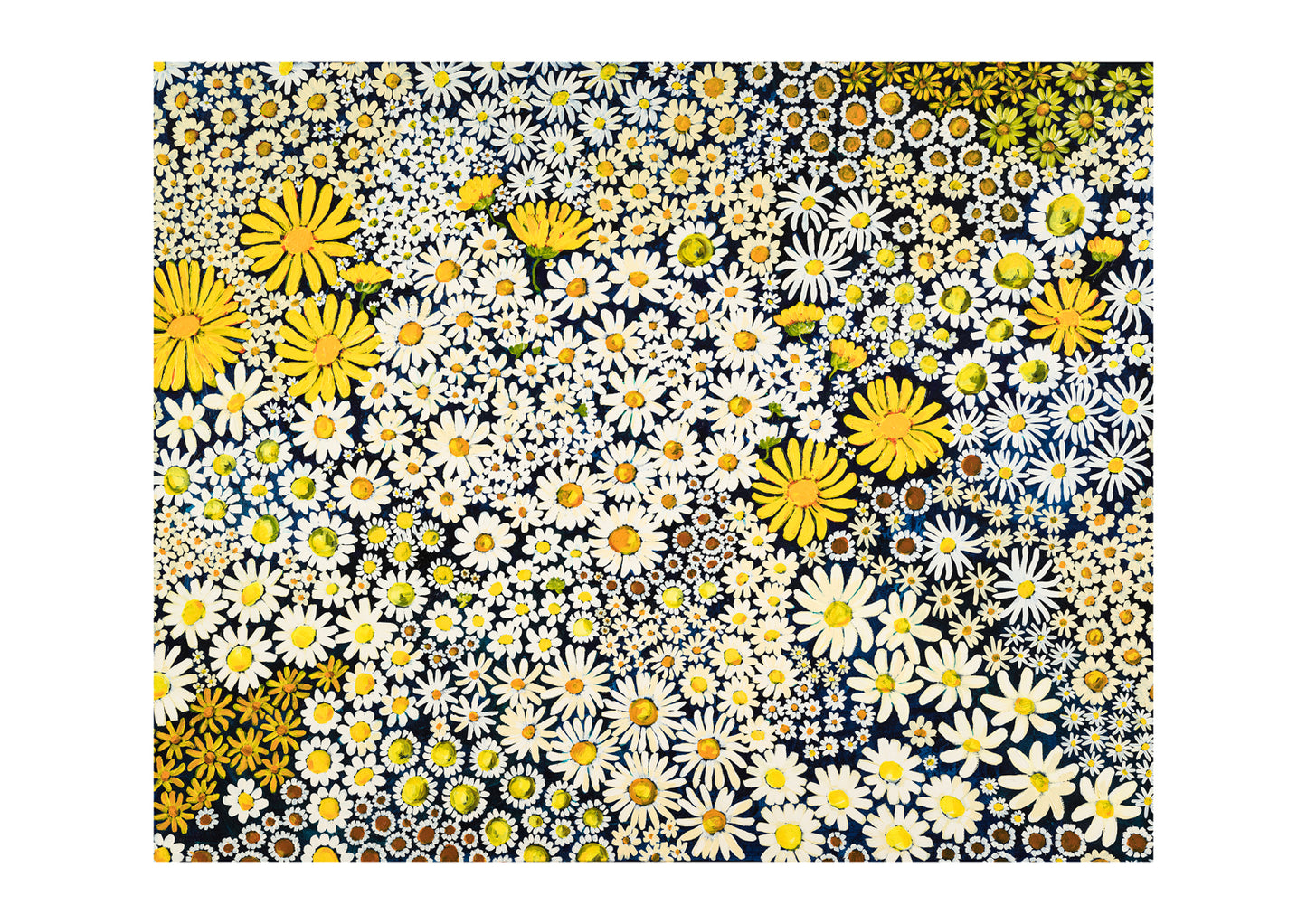 Daisy Days ~ FINE ART PRINT ~ limited edition